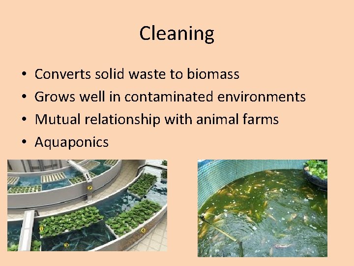 Cleaning • • Converts solid waste to biomass Grows well in contaminated environments Mutual