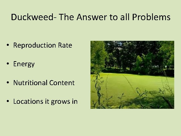 Duckweed- The Answer to all Problems • Reproduction Rate • Energy • Nutritional Content
