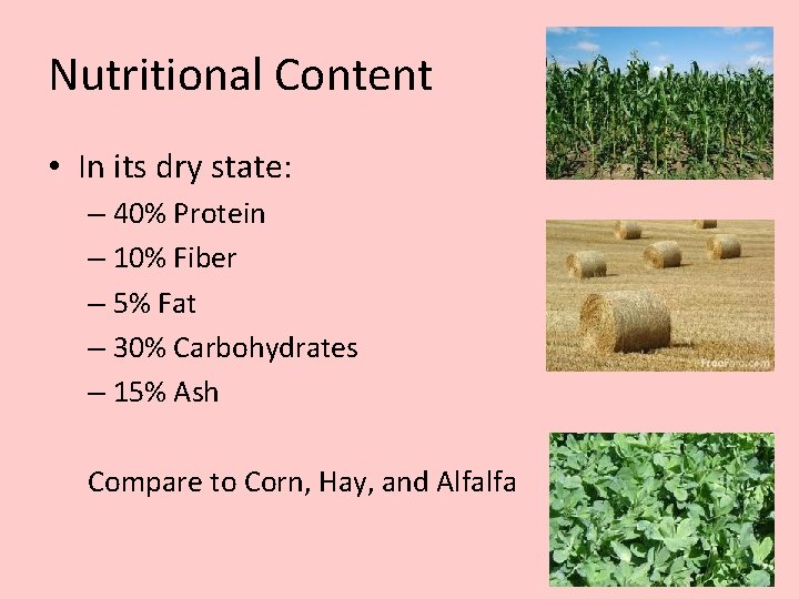 Nutritional Content • In its dry state: – 40% Protein – 10% Fiber –