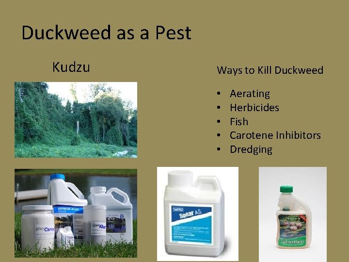 Duckweed as a Pest Kudzu Ways to Kill Duckweed • • • Aerating Herbicides