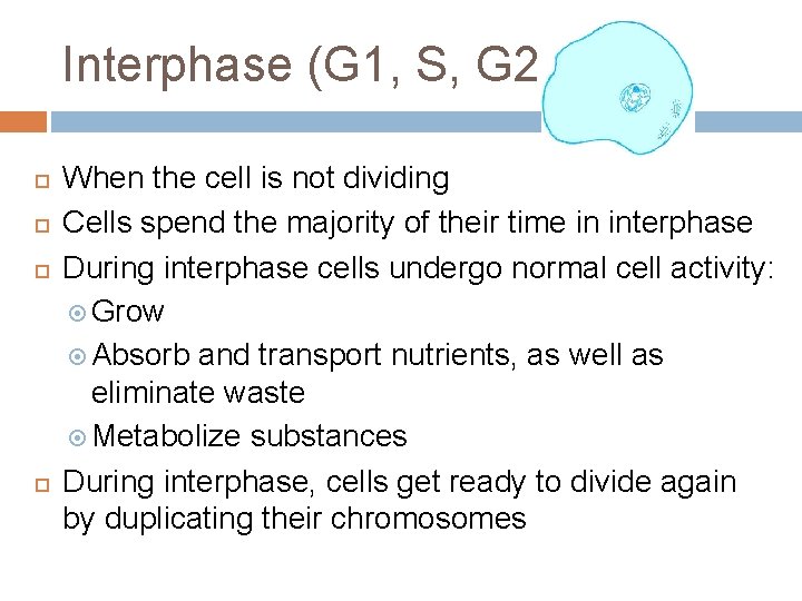 Interphase (G 1, S, G 2) When the cell is not dividing Cells spend