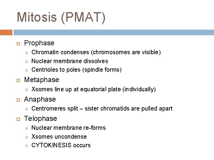 Mitosis (PMAT) Prophase Metaphase Xsomes line up at equatorial plate (individually) Anaphase Chromatin condenses