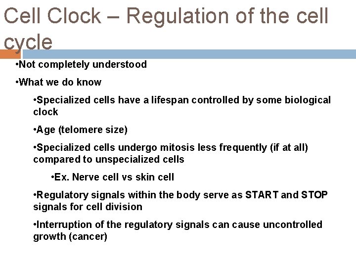 Cell Clock – Regulation of the cell cycle • Not completely understood • What