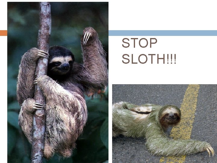 STOP SLOTH!!! 