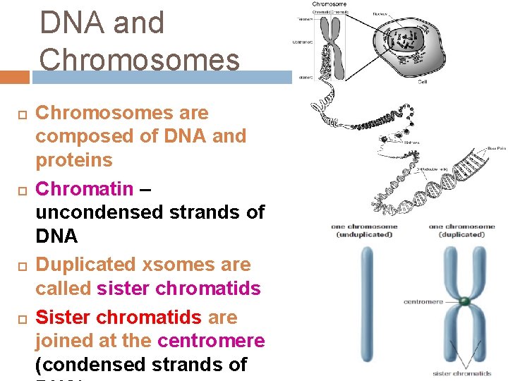 DNA and Chromosomes are composed of DNA and proteins Chromatin – uncondensed strands of