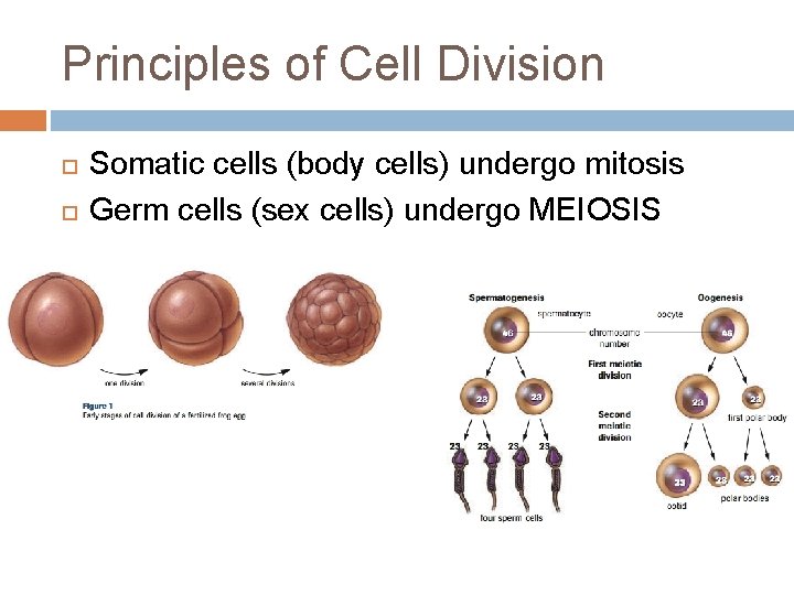 Principles of Cell Division Somatic cells (body cells) undergo mitosis Germ cells (sex cells)