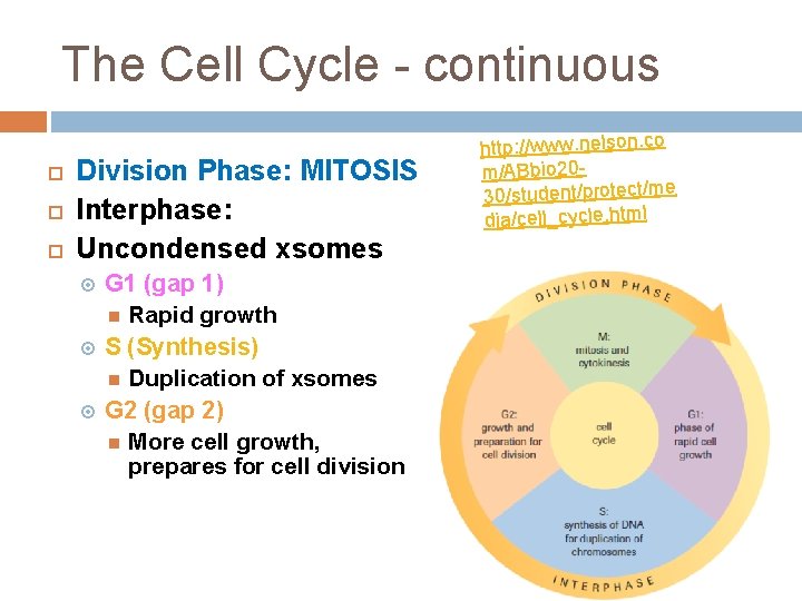 The Cell Cycle - continuous Division Phase: MITOSIS Interphase: Uncondensed xsomes G 1 (gap