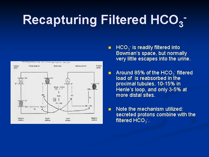 Recapturing Filtered HCO 3 n HCO 3 - is readily filtered into Bowman’s space,