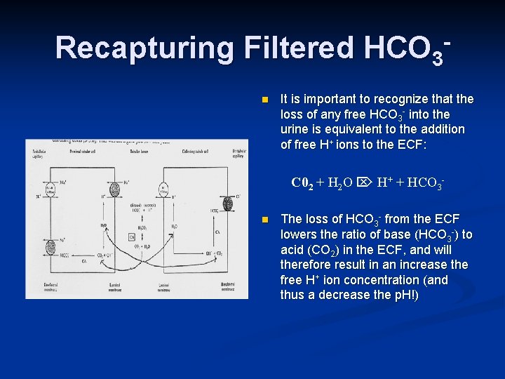 Recapturing Filtered HCO 3 n It is important to recognize that the loss of