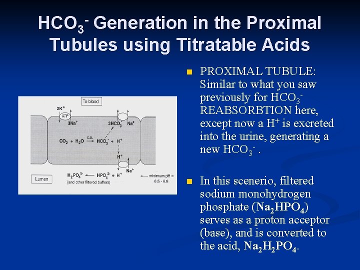 HCO 3 - Generation in the Proximal Tubules using Titratable Acids n PROXIMAL TUBULE: