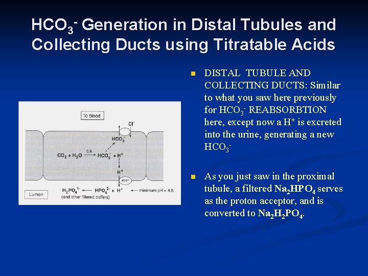 HCO 3 - Generation in Distal Tubules and Collecting Ducts using Titratable Acids n