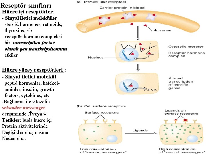 Reseptör sınıfları Hücre içi reseptörler: - Sinyal iletici moleküller steroid hormones, retinoids, thyroxine, vb