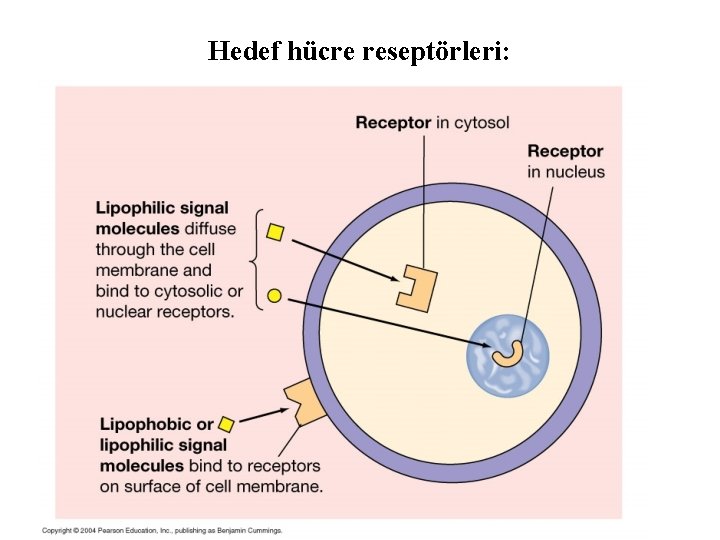 Hedef hücre reseptörleri: 