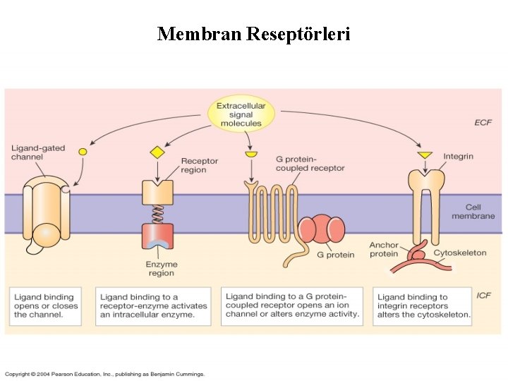 Membran Reseptörleri 