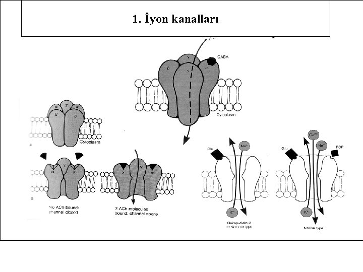 1. İyon kanalları 