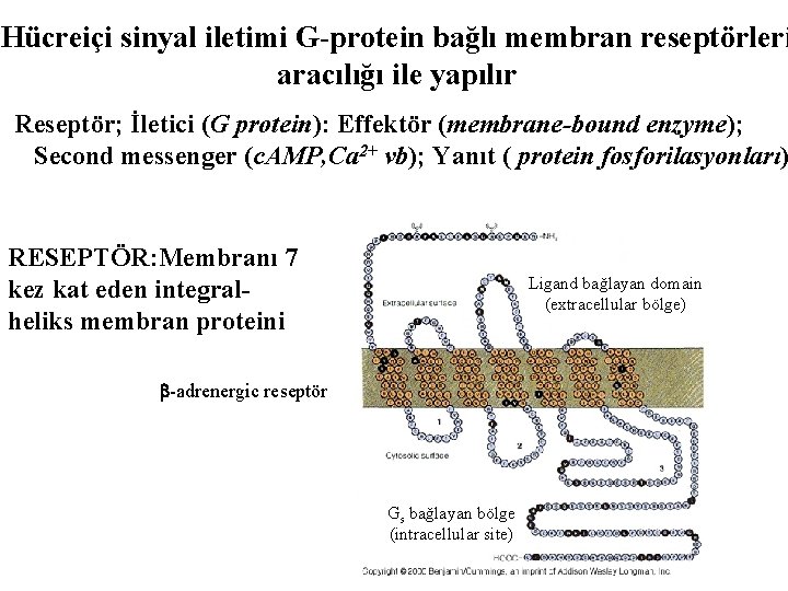 Hücreiçi sinyal iletimi G-protein bağlı membran reseptörleri aracılığı ile yapılır Reseptör; İletici (G protein):