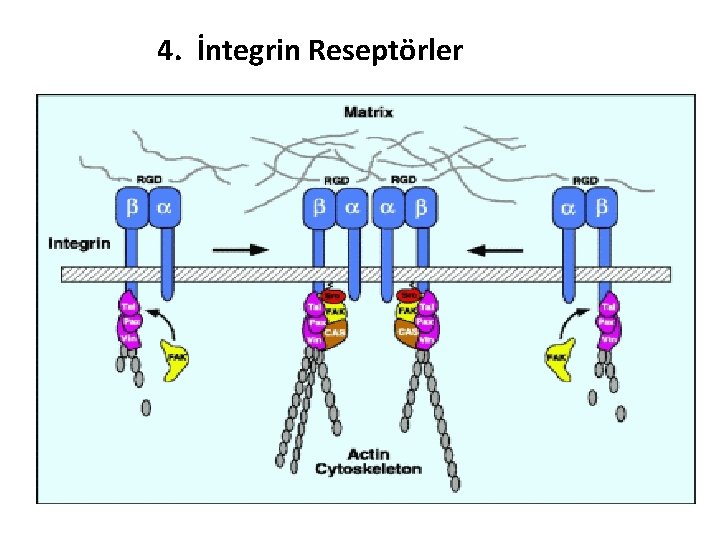 4. İntegrin Reseptörler 