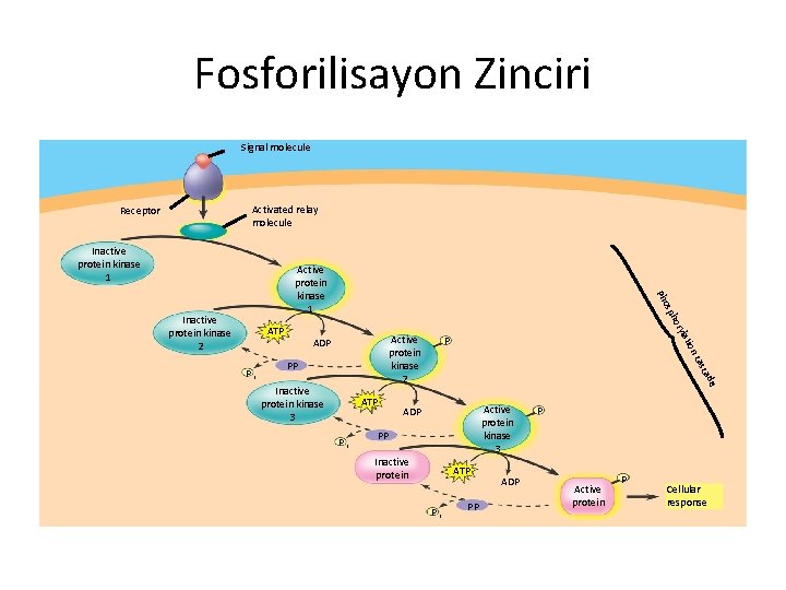 Fosforilisayon Zinciri Signal molecule Activated relay molecule Receptor Inactive protein kinase 1 Active protein