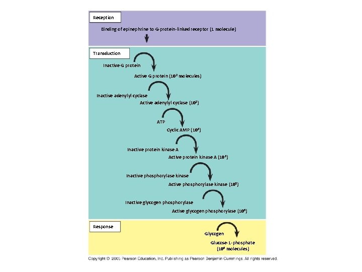 Reception Binding of epinephrine to G-protein-linked receptor (1 molecule) Transduction Inactive G protein Active