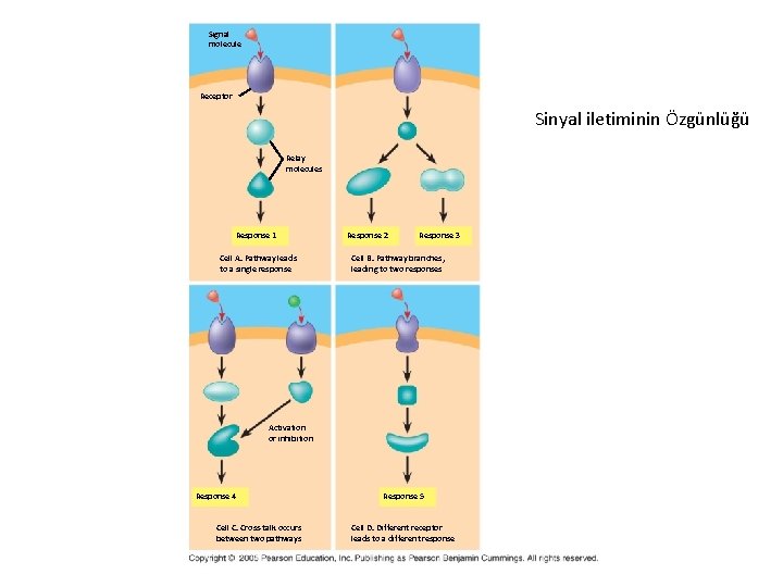 Signal molecule Receptor Sinyal iletiminin Özgünlüğü Relay molecules Response 1 Cell A. Pathway leads