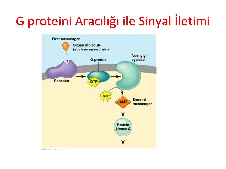 G proteini Aracılığı ile Sinyal İletimi 