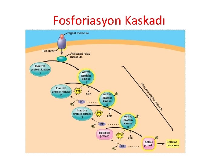 Fosforiasyon Kaskadı 