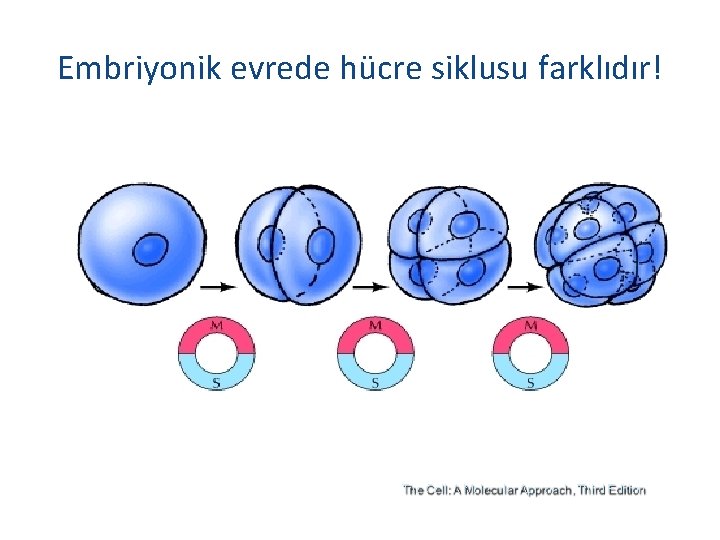 Embriyonik evrede hücre siklusu farklıdır! 