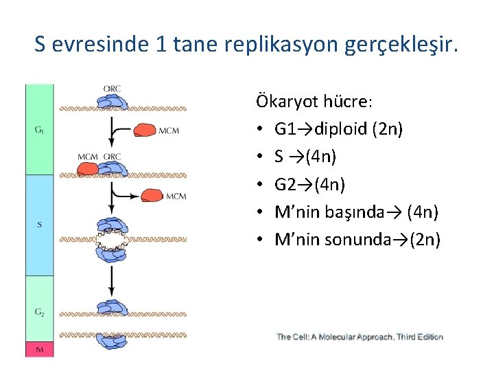 S evresinde 1 tane replikasyon gerçekleşir. Ökaryot hücre: • G 1→diploid (2 n) •