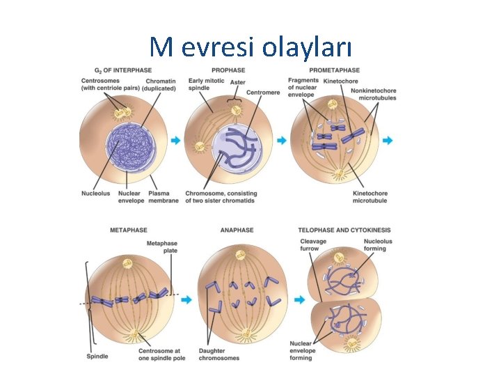 M evresi olayları 