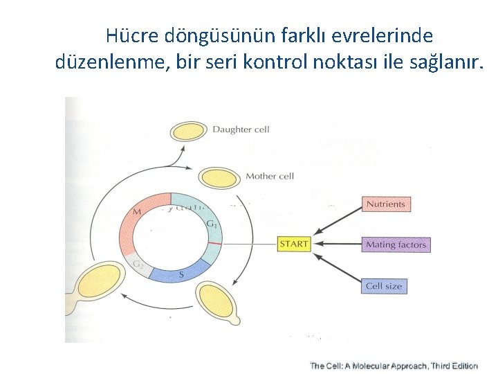 Hücre döngüsünün farklı evrelerinde düzenlenme, bir seri kontrol noktası ile sağlanır. 
