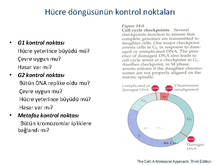 Hücre döngüsünün kontrol noktaları • G 1 kontrol noktası Hücre yeterince büyüdü mü? Çevre