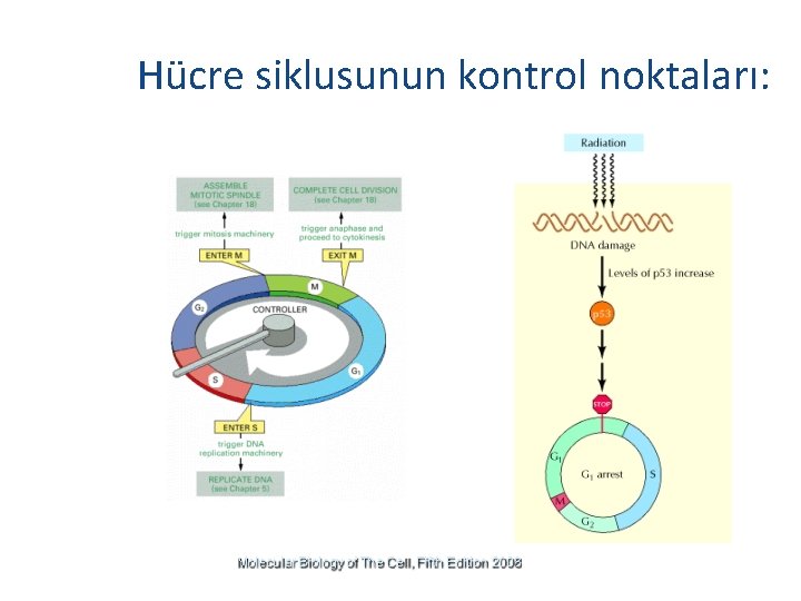 Hücre siklusunun kontrol noktaları: 