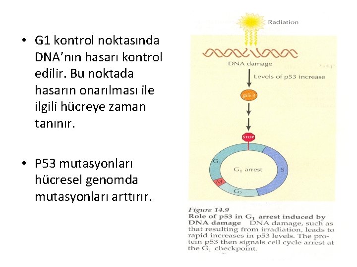  • G 1 kontrol noktasında DNA’nın hasarı kontrol edilir. Bu noktada hasarın onarılması