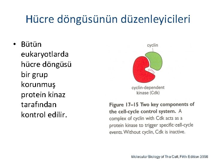 Hücre döngüsünün düzenleyicileri • Bütün eukaryotlarda hücre döngüsü bir grup korunmuş protein kinaz tarafından