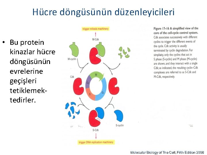Hücre döngüsünün düzenleyicileri • Bu protein kinazlar hücre döngüsünün evrelerine geçişleri tetiklemektedirler. 