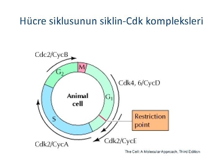 Hücre siklusunun siklin-Cdk kompleksleri 