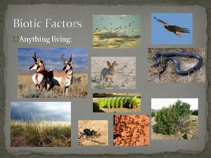 Biotic Factors �Anything living: 