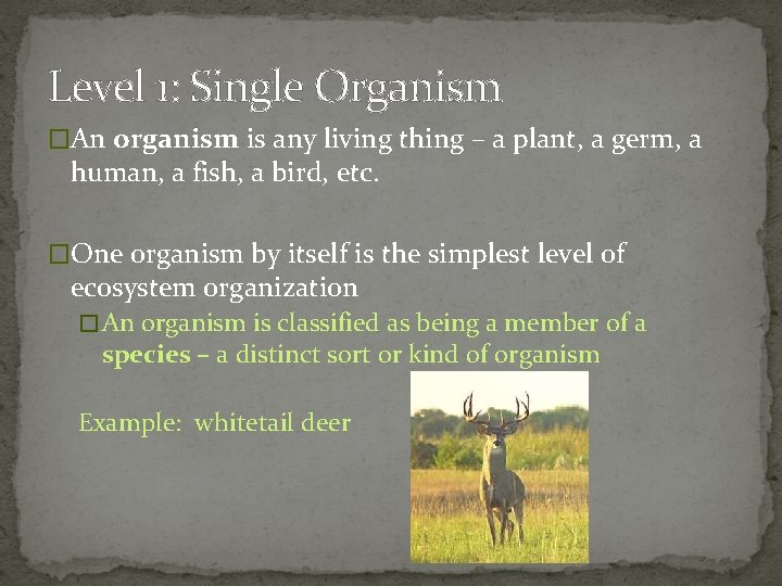 Level 1: Single Organism �An organism is any living thing – a plant, a