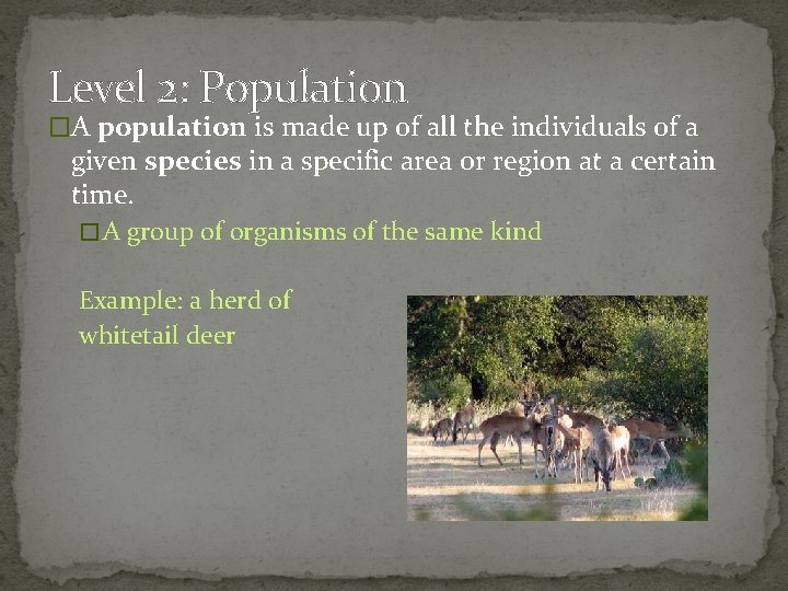 Level 2: Population �A population is made up of all the individuals of a
