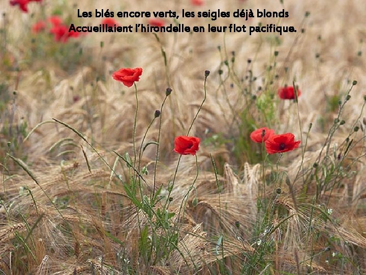 Les blés encore verts, les seigles déjà blonds Accueillaient l’hirondelle en leur flot pacifique.