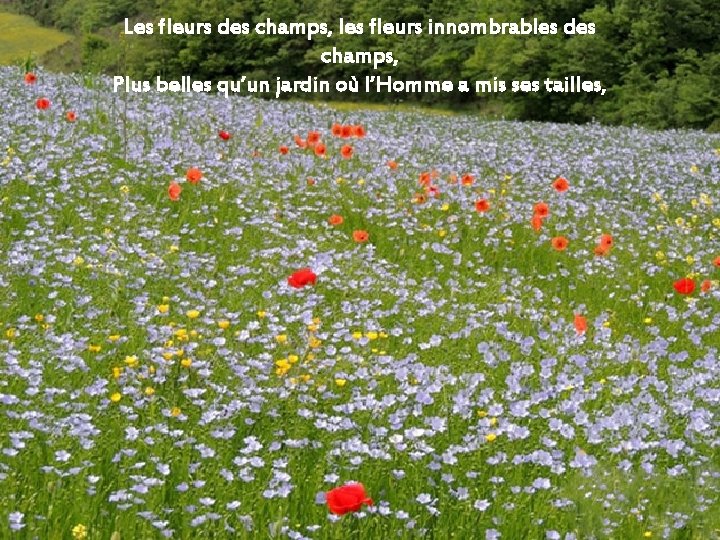 Les fleurs des champs, les fleurs innombrables des champs, Plus belles qu’un jardin où