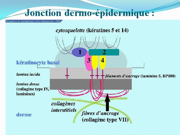 Jonction dermo-épidermique : 