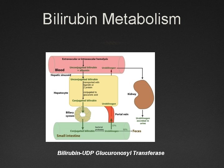 Bilirubin Metabolism Bilirubin-UDP Glucuronosyl Transferase 