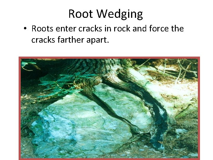 Root Wedging • Roots enter cracks in rock and force the cracks farther apart.
