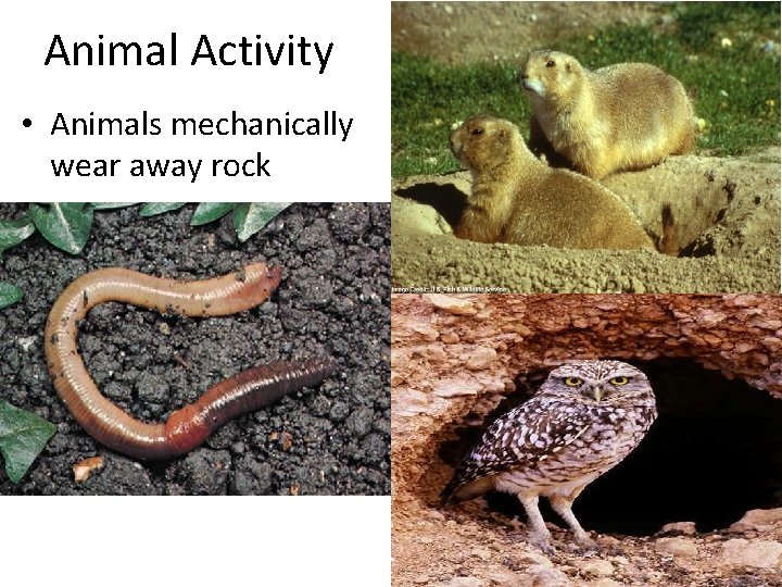 Animal Activity • Animals mechanically wear away rock 