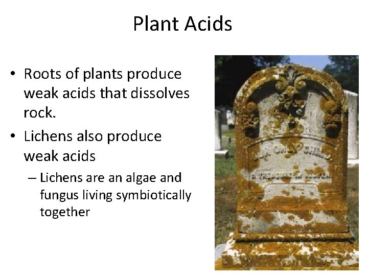 Plant Acids • Roots of plants produce weak acids that dissolves rock. • Lichens