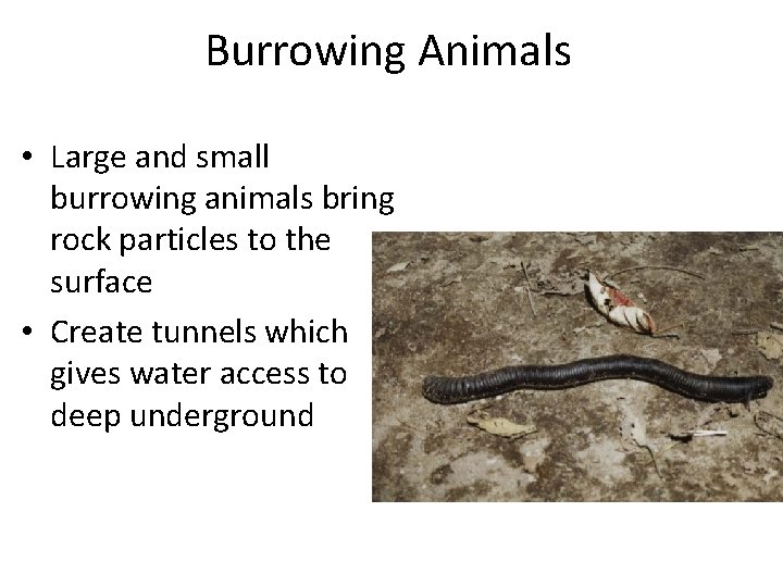 Burrowing Animals • Large and small burrowing animals bring rock particles to the surface