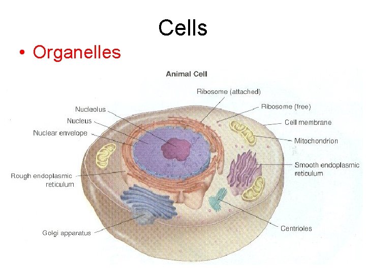 Cells • Organelles 