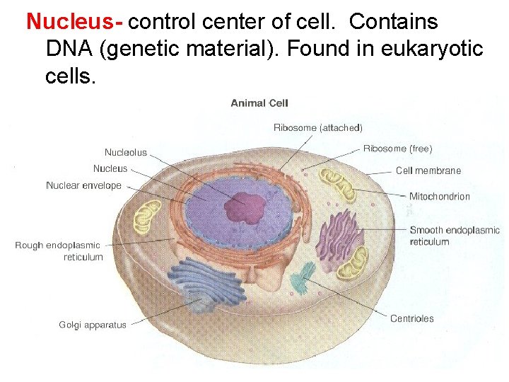 Nucleus- control center of cell. Contains DNA (genetic material). Found in eukaryotic cells. 