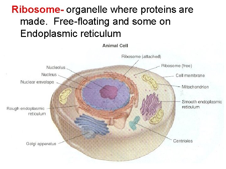 Ribosome- organelle where proteins are made. Free-floating and some on Endoplasmic reticulum 